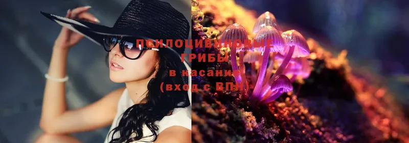 Псилоцибиновые грибы Psilocybe  Новочебоксарск 